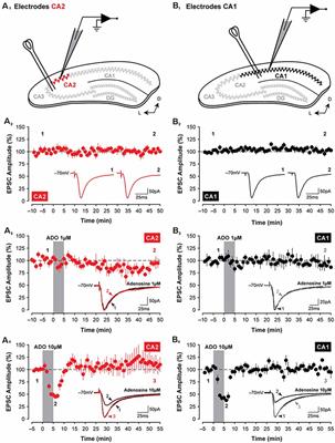 Adenosine A1 Receptor-Mediated Synaptic Depression in the Developing Hippocampal Area CA2